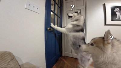 犬たちだけにしてみたら