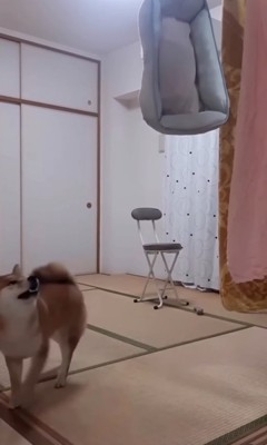 退散する柴犬