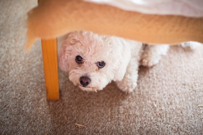 椅子の下に隠れて様子を伺う犬