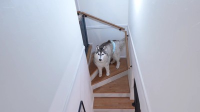 バディくんが置いてけぼりに