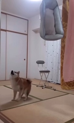 後ろに下がっていく柴犬