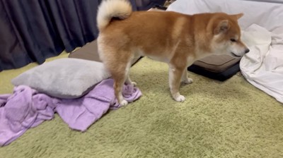 むしゃむしゃ