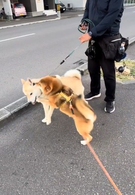 ハクくんが大好きなぽんたくん