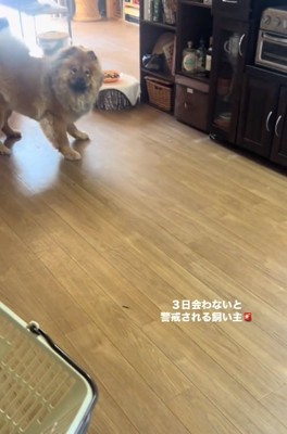 チャウチャウのうーちゃん