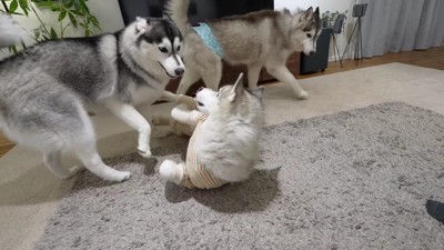 大はしゃぎで歓迎