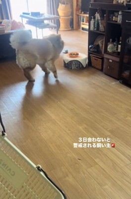 後ろを向くうーちゃん