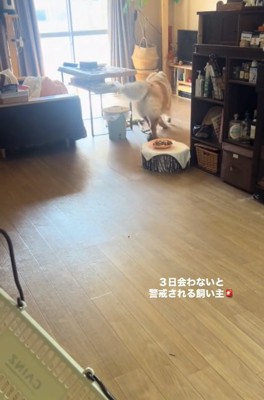 逃げるうーちゃん