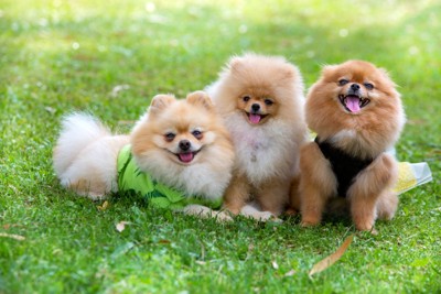 笑顔のポメラニアンたち