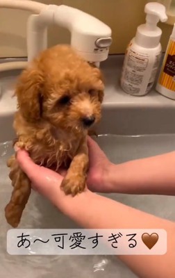 手に収まる小さなふくくん