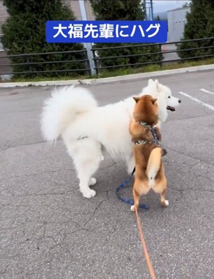 大福先輩にハグするぽんたくん