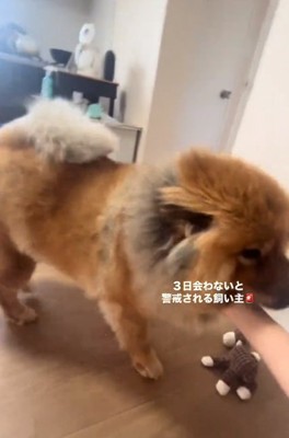 撫でられるうーちゃん