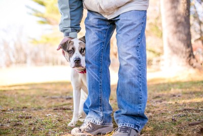 飼い主の後ろに隠れている犬