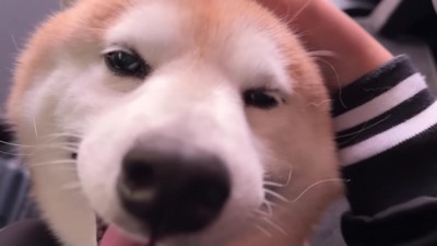 「なでて！」