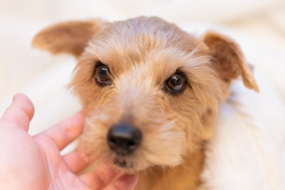 犬の顔に手を当てる