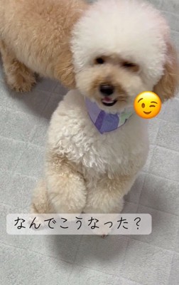 色が薄くなったふくくん2