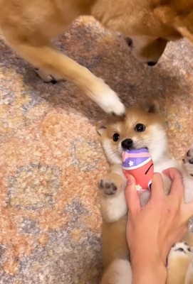 赤ちゃん犬をつつく小型犬