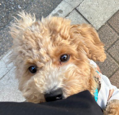 バイクの音を怖がるたむ君2