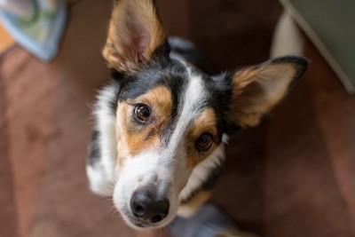 見上げる犬