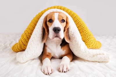 ブランケットをかぶって伏せをしている犬