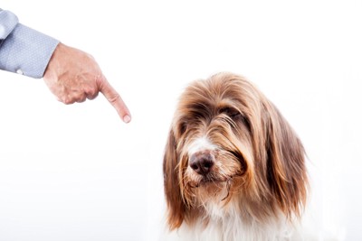 注意されている犬