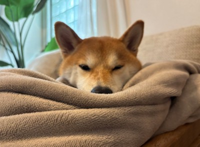 眠たそうな柴犬