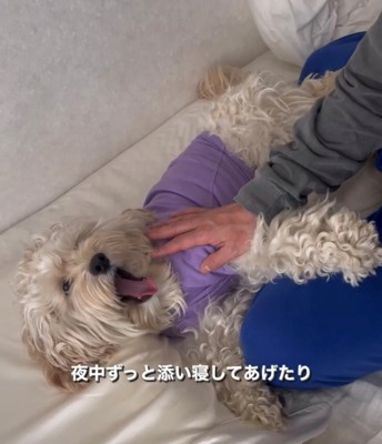 添い寝しながらあくびする犬