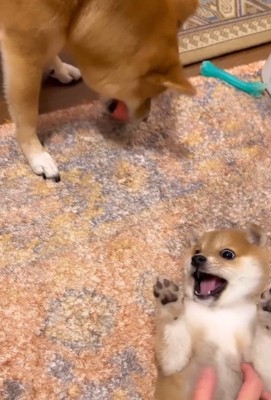 おもちゃを取られた赤ちゃん犬