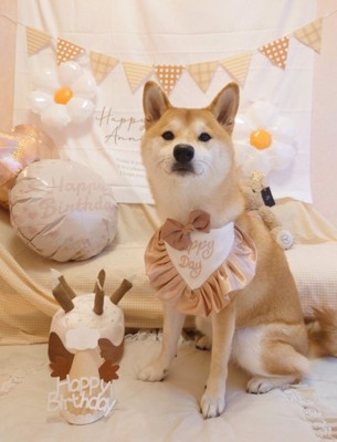 2歳になった柴犬