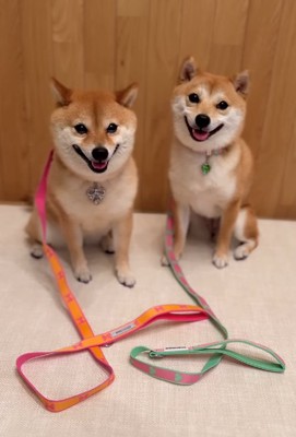 仲良く並ぶ姉妹犬