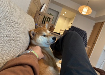 飼い主にくっつかれる柴犬