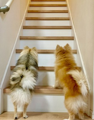 小型犬二匹の後ろ姿