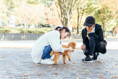散歩中に交流する犬