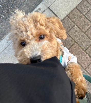 バイクの音を怖がるたむ君3