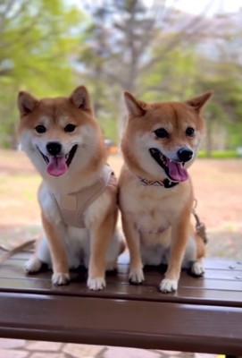 仲良く並ぶ姉妹犬
