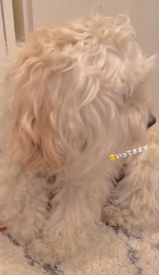 背中越しにドアを見つめる犬