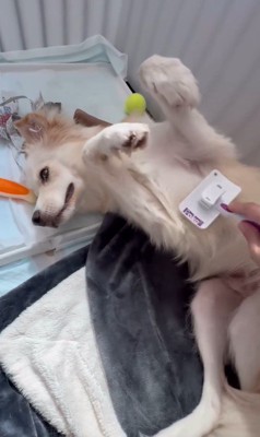 ぼーちゃんの変化5