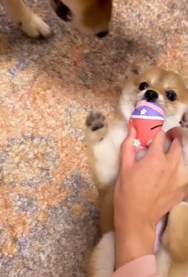 おもちゃで遊ぶ赤ちゃん犬