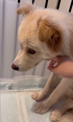 ぼーちゃんの変化3