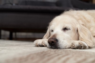あごをつけて伏せる犬
