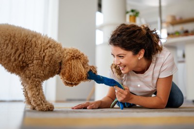 飼い主とひっぱり遊びをする犬