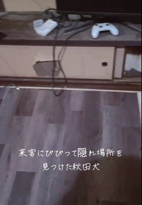 お客さんが来た時のひめちゃん2