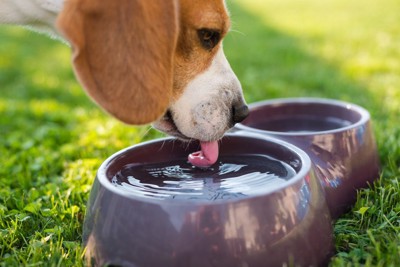 水を飲んでいる犬