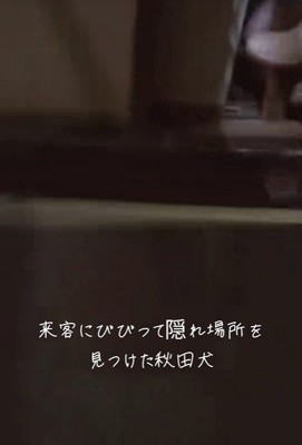 お客さんが来た時のひめちゃん7