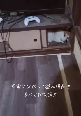 お客さんが来た時のひめちゃん3