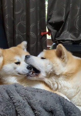 ひめちゃん&まろ君2