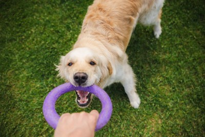 輪っかを引っ張る犬