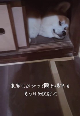 お客さんが来た時のひめちゃん4