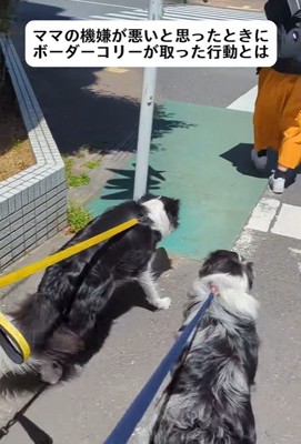 ママの機嫌が悪い時のワンコたちの行動