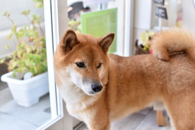 窓辺の柴犬