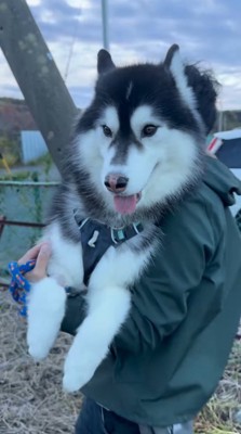 男性に抱っこされてカメラを見つめる大型犬